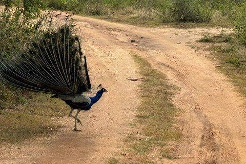 From South Coast: Udawalawe Park Safari with Ella Drop-off