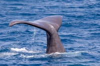 Tarifa, Whale & Dolphin Watching in the Strait of Gibraltar - Housity