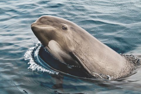 Tarifa: dolphin e whale watching a Stretto di Gibilterra