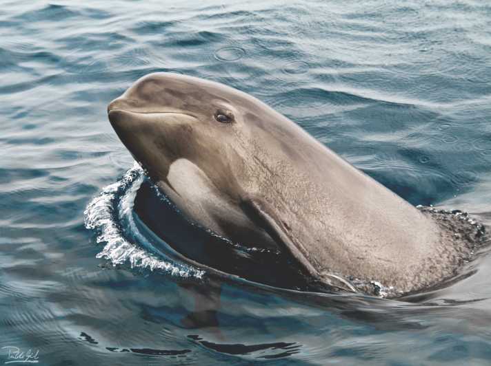 Tarifa: Wal- und Delfinbeobachtung in der Straße von Gibraltar