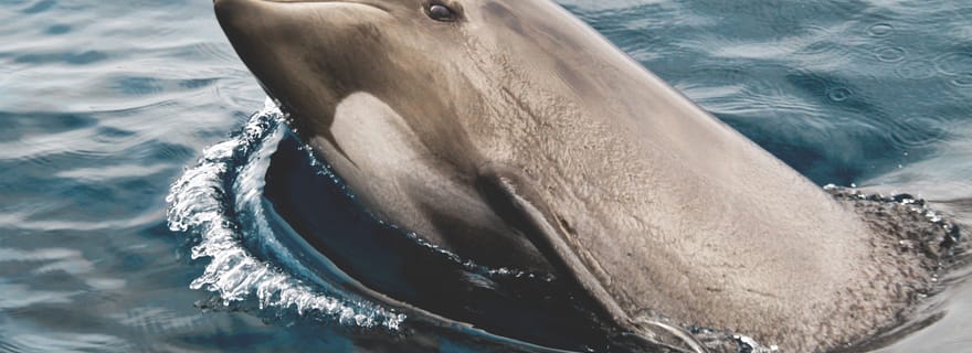 Tarifa : Observation des baleines et des dauphins dans le détroit de Gibraltar