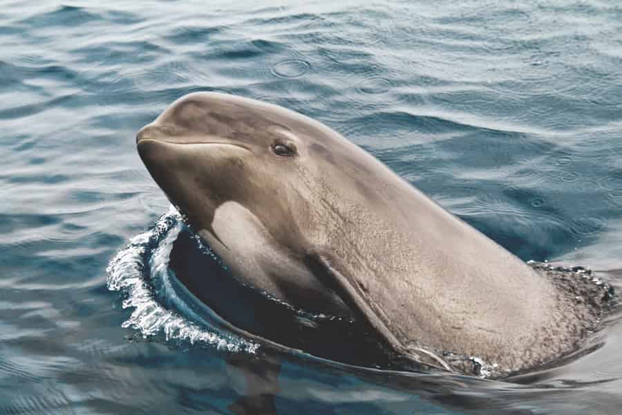 Tarifa: Wal- und Delfinbeobachtung in der Straße von Gibraltar. Foto: GetYourGuide