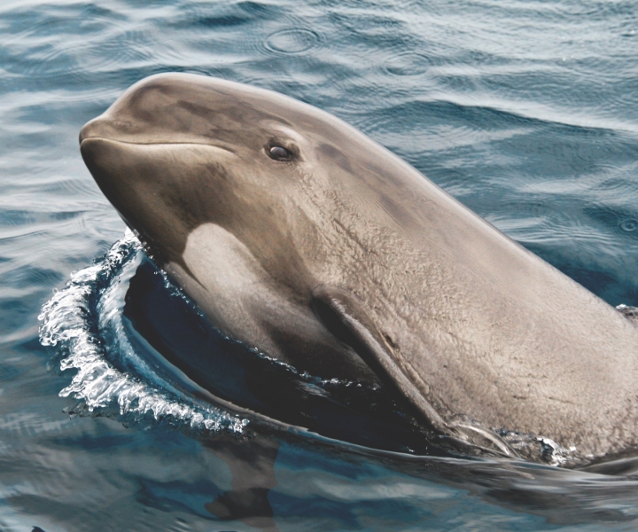 Tarifa: ballenas y delfines en el Estrecho de Gibraltar