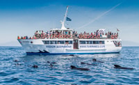 Tarifa, Whale & Dolphin Watching in the Strait of Gibraltar - Housity