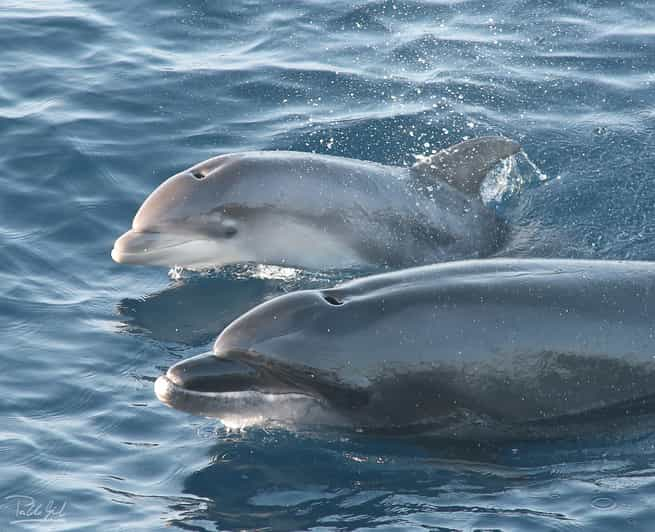 Tarifa: Whale & Dolphin Watching In The Strait Of Gibraltar | GetYourGuide