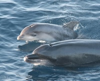 Tarifa, Whale & Dolphin Watching in the Strait of Gibraltar - Housity