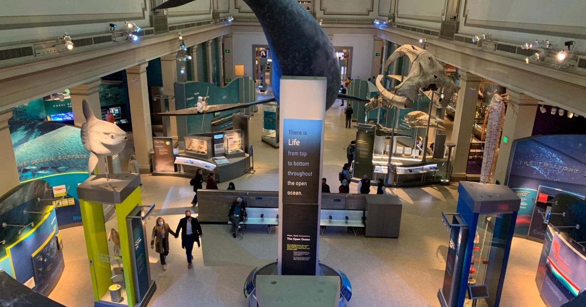 Smithsonian National Museum of Natural History Guided Tour GetYourGuide