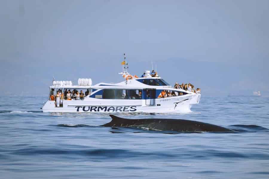 Tarifa: Wal- und Delfinbeobachtung in der Straße von Gibraltar. Foto: GetYourGuide