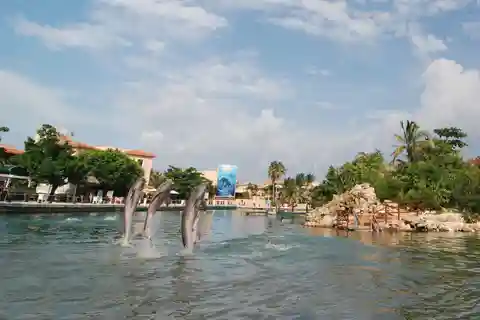 Puerto Aventuras: Dolphin Swim, Manatee Meet, and Lunch