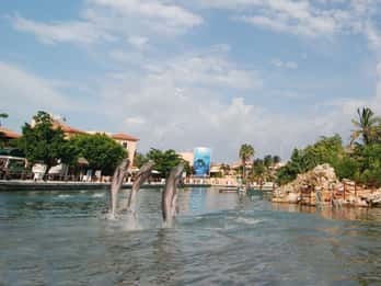 Puerto Aventuras : Baignade avec les dauphins, rencontre avec les lamantins et déjeuner