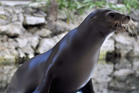 Puerto Aventuras: Sea Lion Discovery Ticket