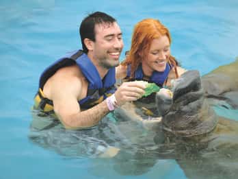 Puerto Aventuras : Rencontre avec les lamantins