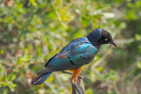 Wildlife Wonders: A 3-Day Safari to and from Arusha.