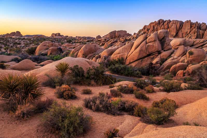 action tour guide joshua tree