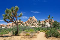 Joshua Tree National Park, tour audio a guida autonoma - Housity