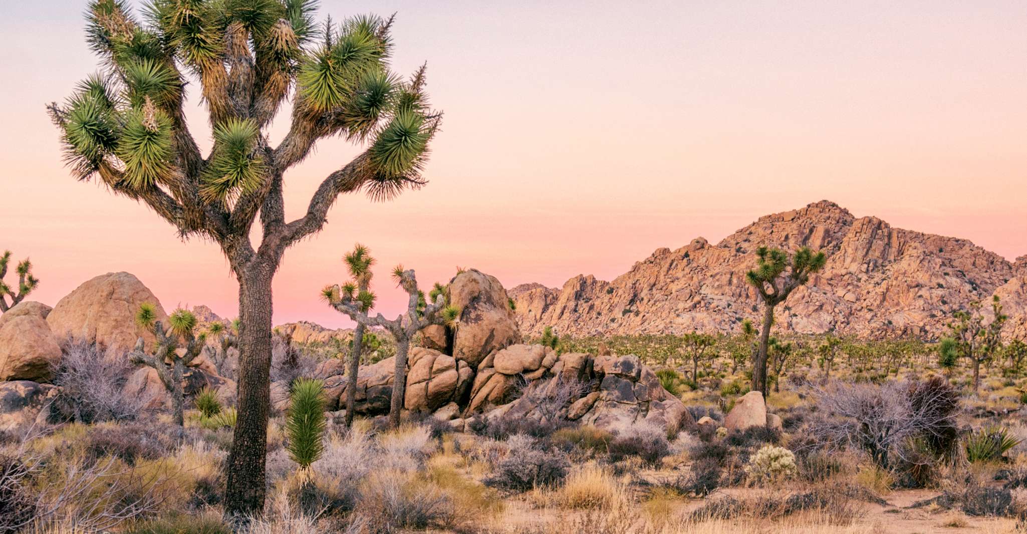 Joshua Tree National Park, Self-Driving Audio Tour - Housity