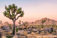 Parque Nacional Joshua Tree, Tour de audio sin conductor - Housity