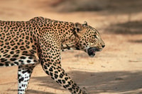 Mirissa, Weligama, ou Galle, Transfert à Ella & Yala Safari - Hizvo