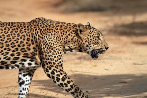 Mirissa, Weligama, or Galle: Transfer to Ella & Yala Safari