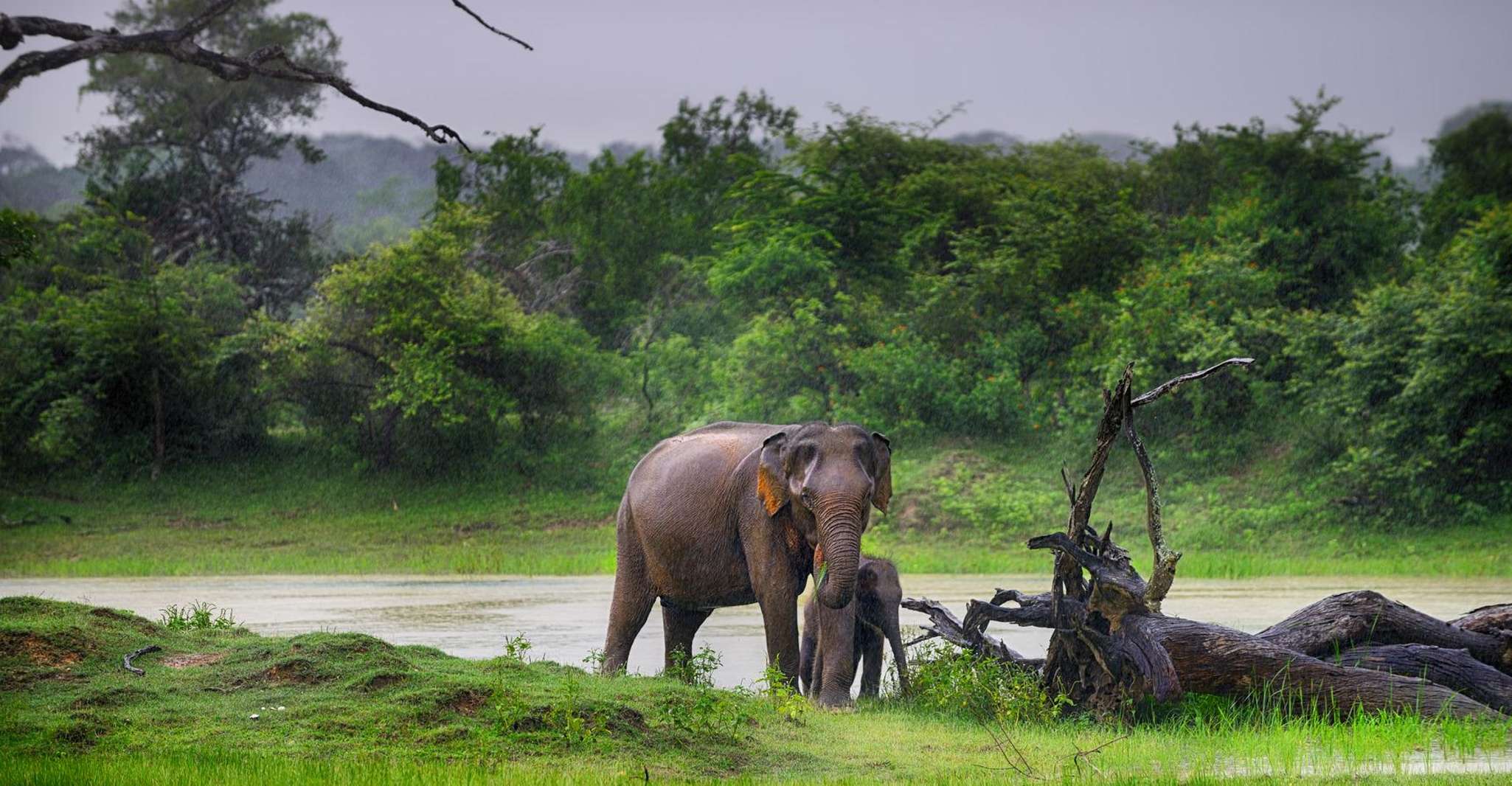 Mirissa, Weligama, o Galle, trasferimento a Ella & Yala Safari - Hizvo