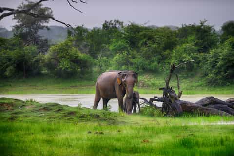 Mirissa, Weligama, or Galle: Transfer to Ella & Yala Safari