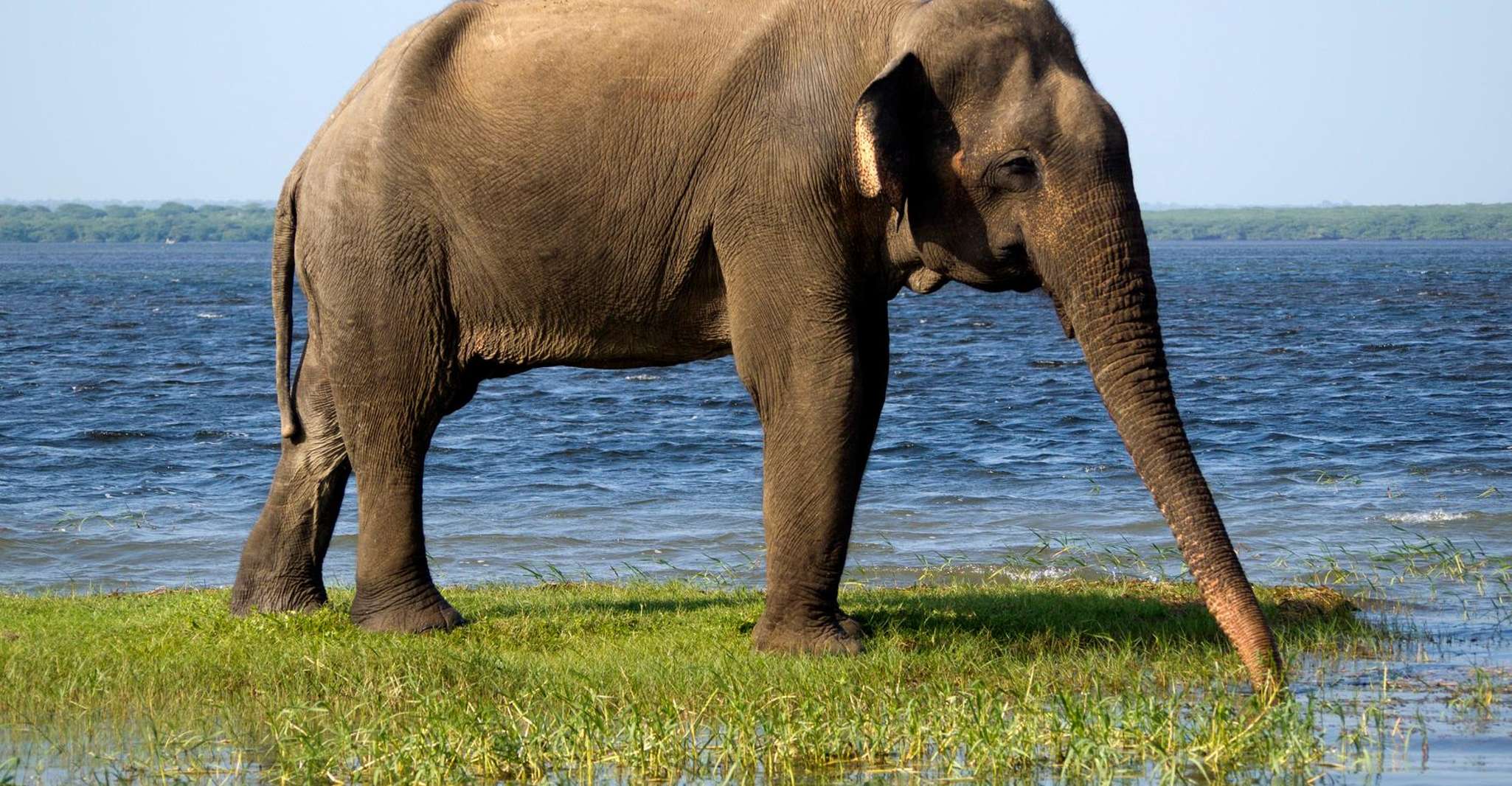 Mirissa, Weligama, o Galle, trasferimento a Ella & Yala Safari - Hizvo