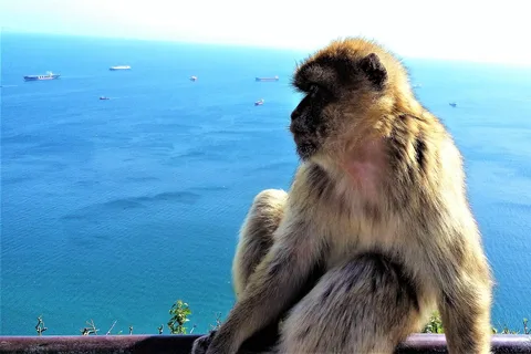 Desde Málaga o Marbella: Tour privado de Gibraltar