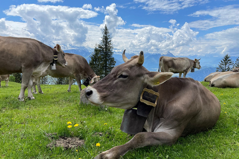 Von Luzern aus: Rigi Tagesausflug mit Schifffahrt und Seilbahn