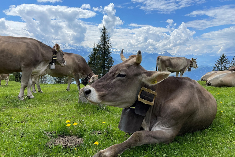 Från Luzern: Dagsutflykt till Rigiberget med kryssning och linbanaFrån Luzern: Rigi dagstur med kryssning och linbana