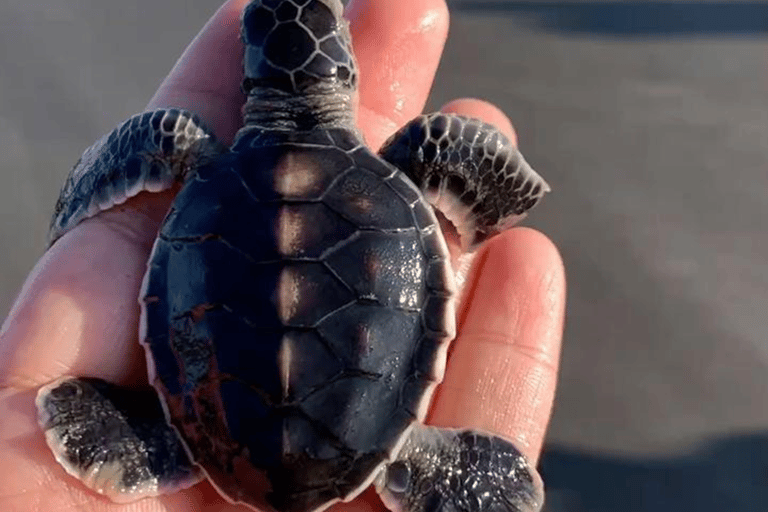 Bentota: River Safari, Turtle Hatchery & Galle Fort Day Tour