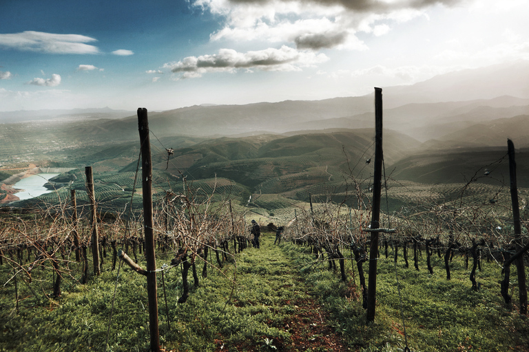 Vatolakkos: Boutique Winery Tour & 5-Wine Tasting