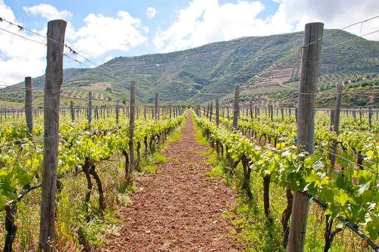 Vatolakkos: Boutique Winery Tour & 5-Wine Tasting