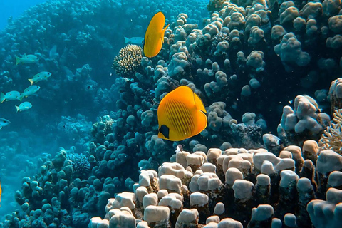 Marsa Mubarak Sea Turtles Trip with Optional Diving with 1 Intro-dives, Snorkelling, Lunch