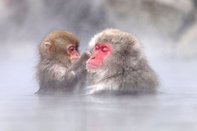 Visit Nagano Snow Monkeys, Zenkoji Temple & Sake Day Trip in Ueda, Nagano, Japan