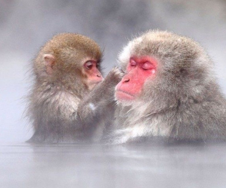 Nagano: Excursão com Macacos da Neve, Templo Zenkoji e Saquê