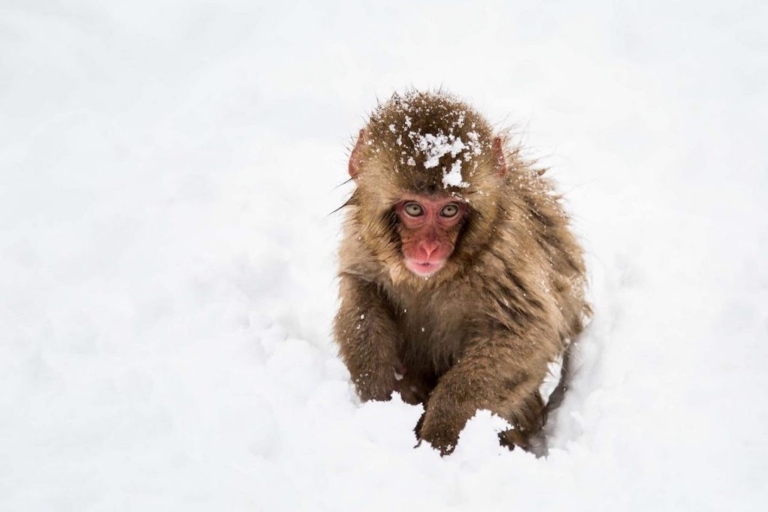 Nagano : Excursion d'une journée aux singes des neiges, au temple Zenkoji et au sakéVisite en groupe avec transfert en navette depuis Nagano