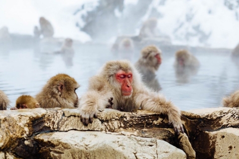 Nagano: Śnieżne małpy, świątynia Zenkoji i 1-dniowa wycieczka na sakeWycieczka grupowa z terminalu autobusowego Hakuba Happo