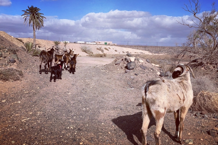 Fuerteventura: Trekking z kozami i wycieczka panoramiczna
