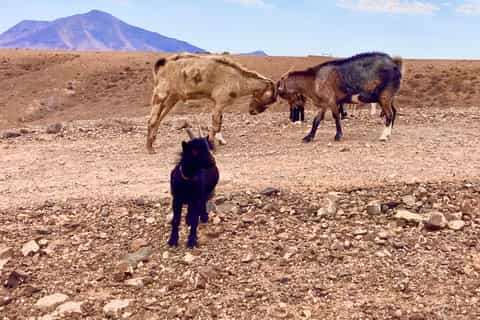 Fuerteventura: Trekking with Goats & Panorama Tour