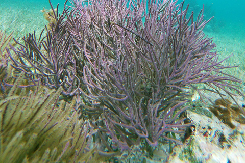 Da Cancun: Avventura di snorkeling a Puerto Morelos con snack