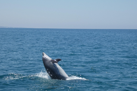 Sesimbra: Tour in barca per l&#039;osservazione dei delfini di Arrábida con biologoSesimbra: Tour in barca con biologo per l&#039;osservazione dei delfini di Arrábida