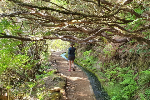 Madeira: Jeep 4x4 Old Forest Safari Tour mit Pico Arieiro