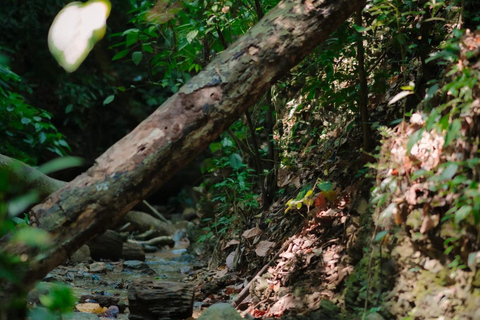 Xishuangbanna: Jinuo Mountain Rainforest Hike with Meal