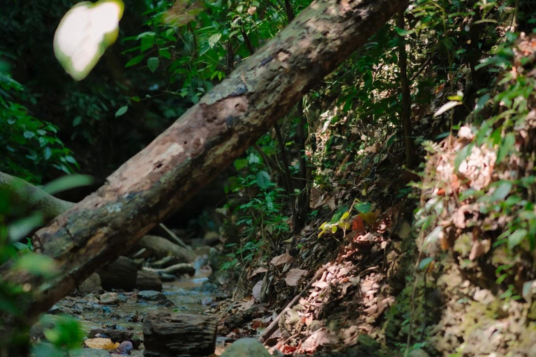 Xishuangbanna: Jinuo Mountain Rainforest Hike with Meal