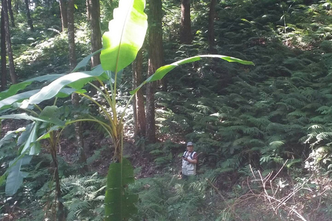 Da Chiang Mai: trekking di un giorno in alta montagnaChiang Mai: escursione di un giorno in alta montagna