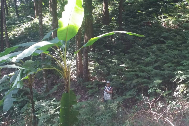 Da Chiang Mai: trekking di un giorno in alta montagnaChiang Mai: escursione di un giorno in alta montagna