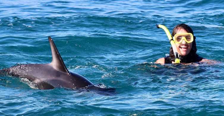 kaikoura dolphin encounter cruise