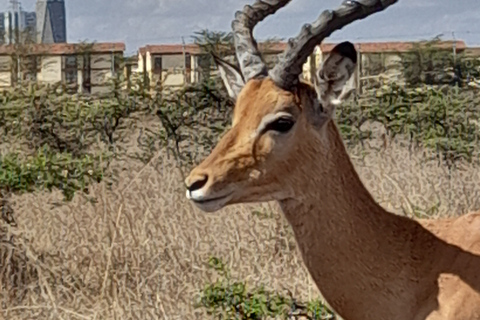 Parque Nacional de Nairobi: safari temprano por la mañana o por la tardeRecogida en el hotel desde Nairobi.