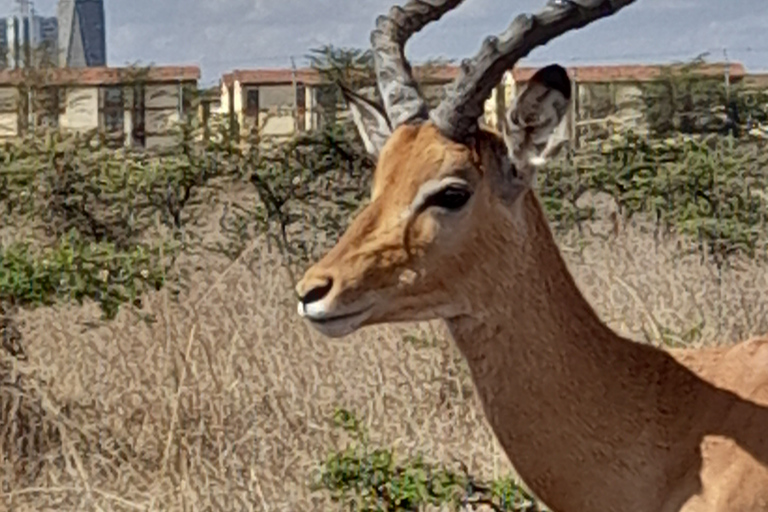 Parque Nacional de Nairobi: safari temprano por la mañana o por la tardeRecogida en el hotel desde Nairobi.