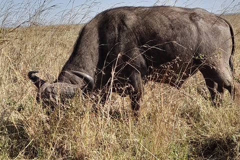 Parque Nacional de Nairobi: safari temprano por la mañana o por la tardeRecogida en el hotel desde Nairobi.